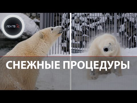 «Кувыркался в снегу и лежал на спине» | Медведь Диксон впервые искупался в снегу у себя в вольере