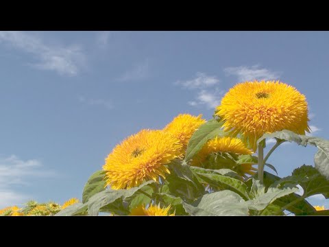 夏真っ盛り! ブルーベリーの収穫に行ってきました【ヒマラヤン猫】#103