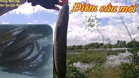 Chia sẻ điểm câu cá lóc, khu vực phà Mỹ Lợi . Gò Công