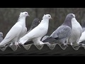 15.11.19.Голуби  Такла и Ленинаканцы. Pigeons Takla and Leninakans.