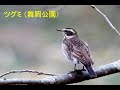 横浜の野鳥(1月 ③):アオジ、ツグミ、クイナ、ヒクイナ (舞岡公園) 動画の中にヒヨドリと書いてしまいましたが、ツグミの間違いでした。