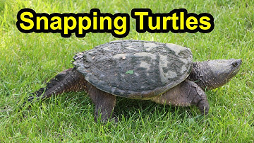 Snapping Turtle Looks For Nesting Site