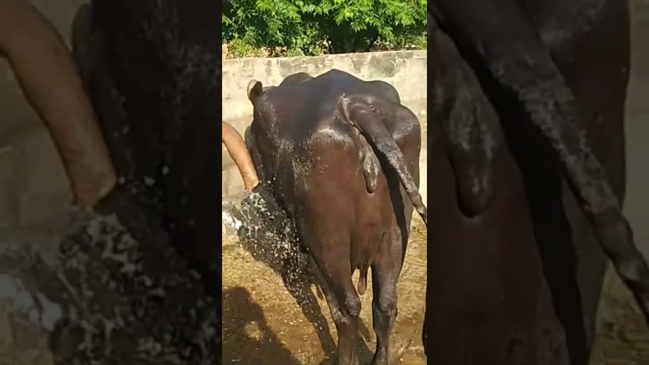 Murrah buffalo washing 