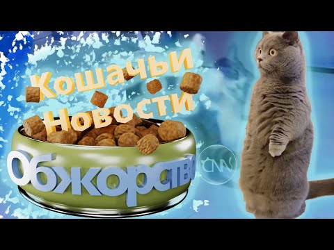 Видео: Кошачьи новости - Обжорство "Смешные коты"