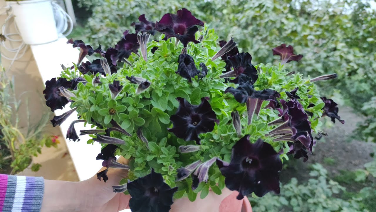 Petunyalardan Tohum Aldık☺️Petunyalardan Tohum Nasıl Alınır?