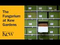 Beyond the Gardens: The Fungarium at Kew Gardens
