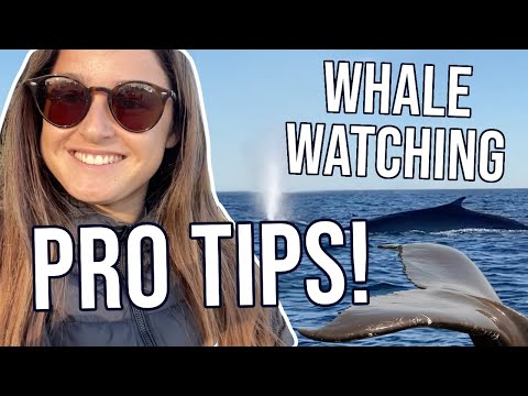 Video: Whale Watching sa Los Angeles at Southern California