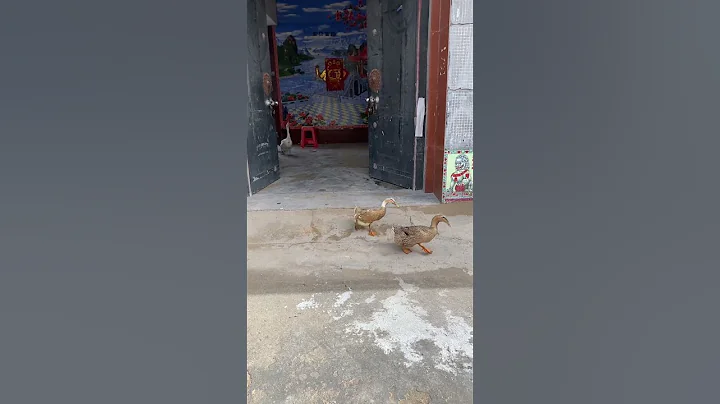 大家周末愉快，鴨鴨又集合出門了，注意看最後的小白鴨……#鴨子 #奇妙的動物 #搞笑 #萌寵出道計劃 #網紅十一隻鴨子 - 天天要聞