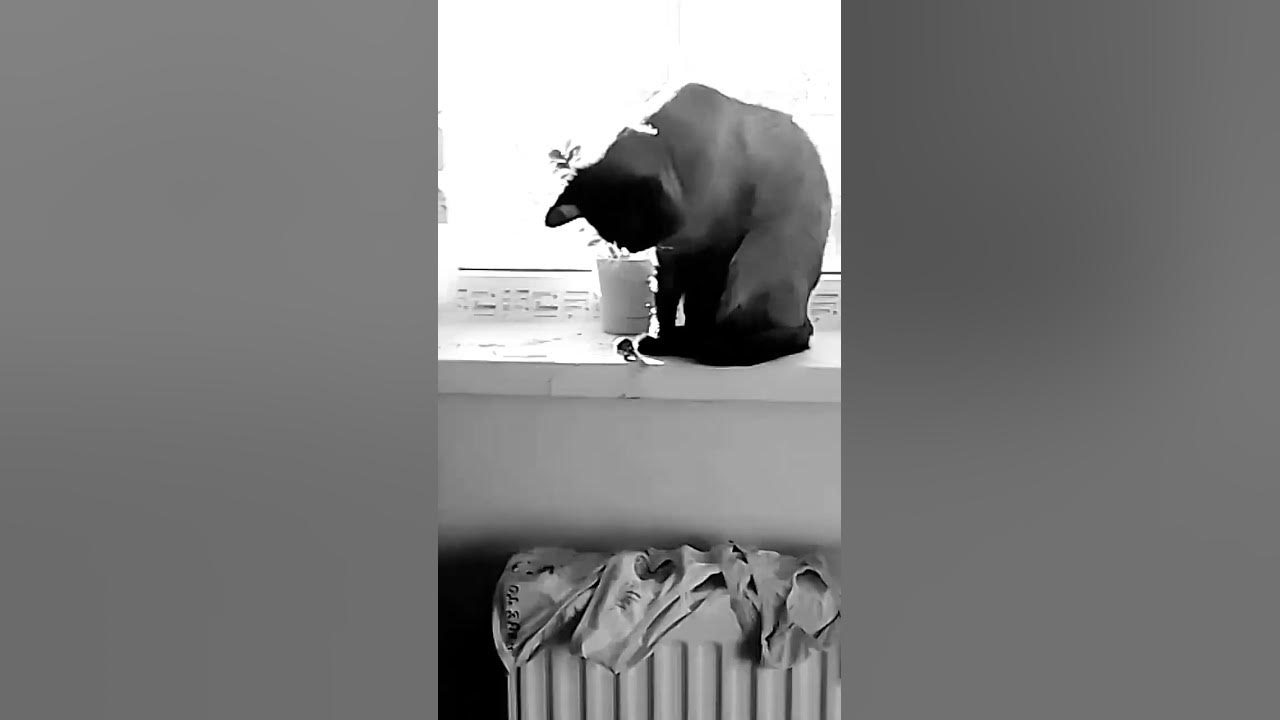 кот пинает конфету😅 - YouTube