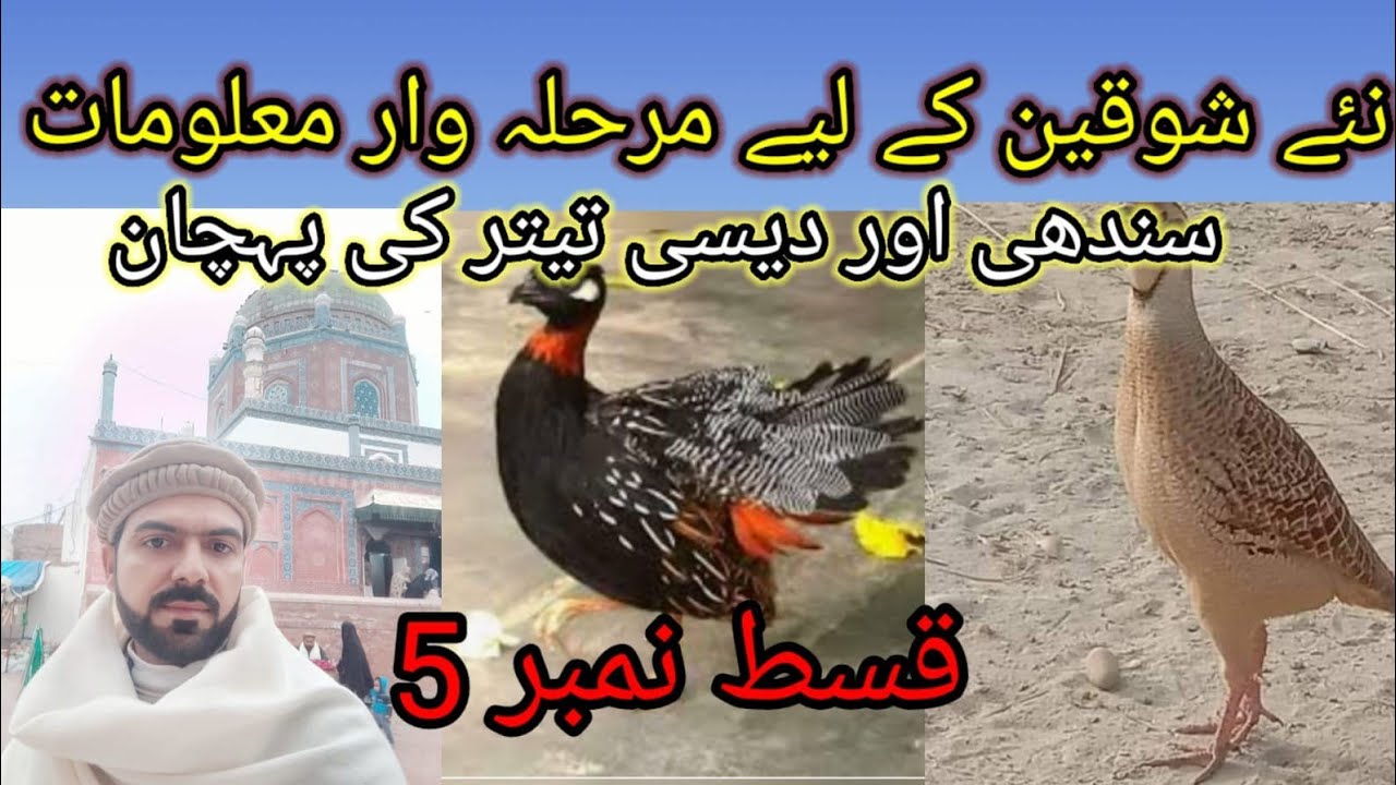 New shokeen Episode 5 | Sindhi or desi kala teetar k pahchan | نئے شوقین | سندھی اور دیسی تیتر پہچان