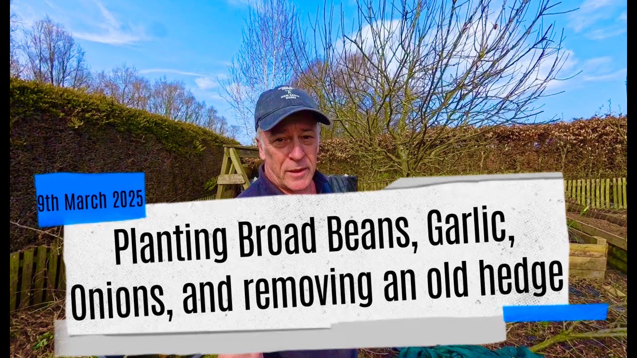 Planting broad beans, onions and garlic
