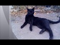 Тамара Миансарова - Черный кот(Жил да был чёрный кот за углом)