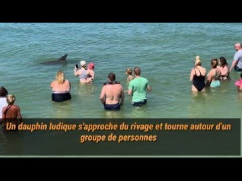 Un dauphin ludique s'approche du rivage et tourne autour d'un groupe de personnes