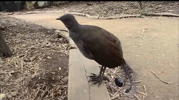 تحميل ビーム光線エフェクト Mp4 Mp3 تحميل ビーム光線エフェクト Mp4 Mp3