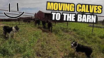 Moving Calves To The Barn - Smiling Bovine Ranch