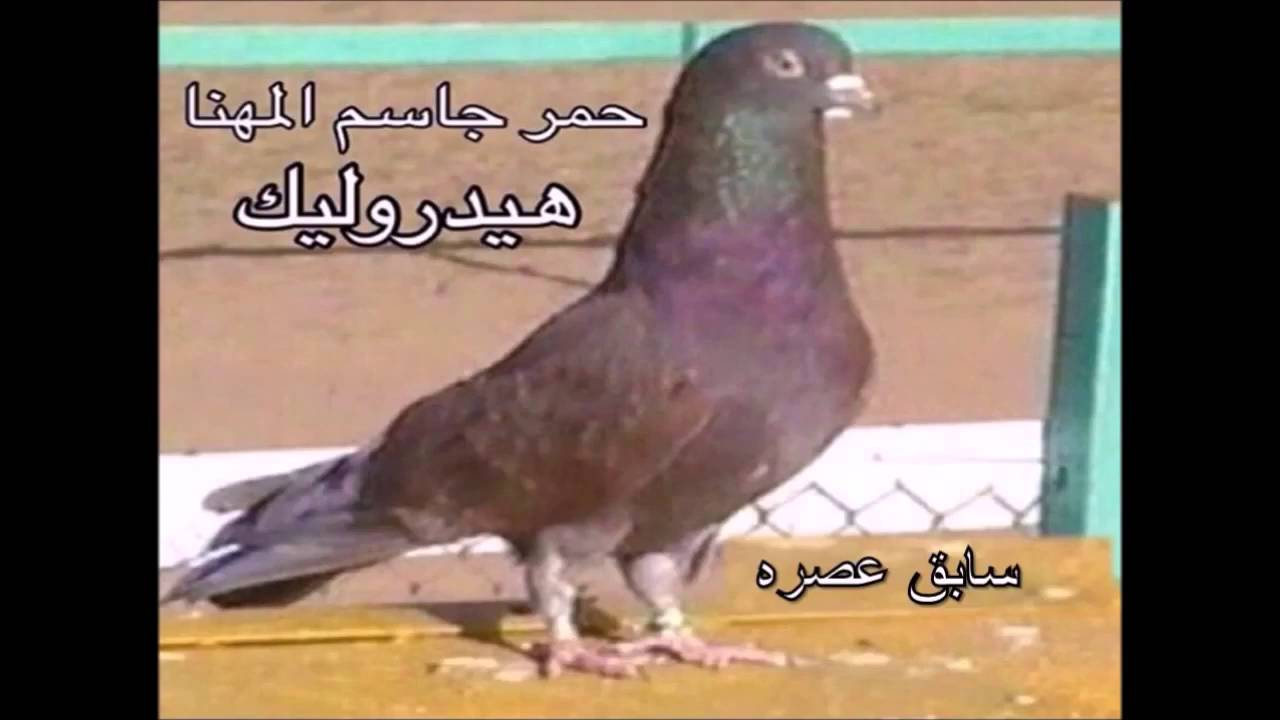 حمر جاسم المهنا (الاسطوره)