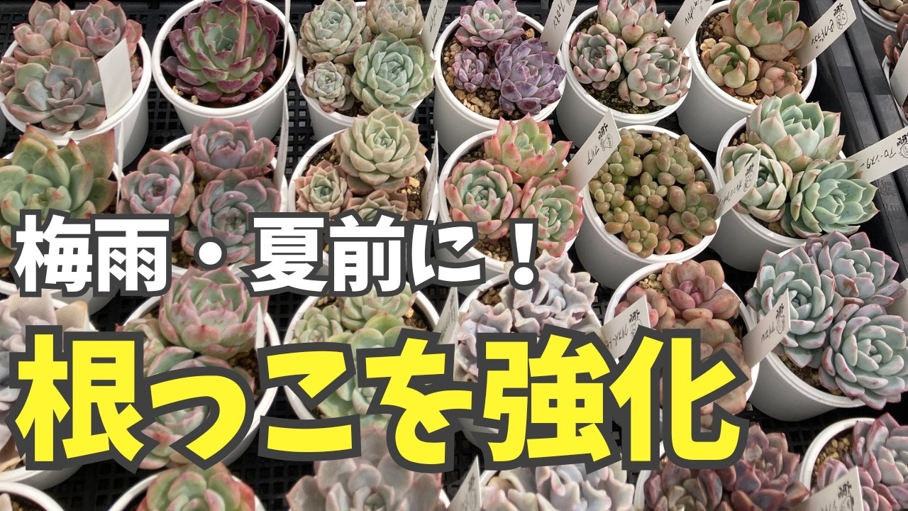 How to Prep Your Echeveria for Summer Before Rainy Season! A