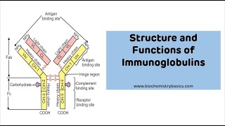 Structure And Functions of Immunoglobulins with MNEUMONIC || Immunoglobulin (Ig)