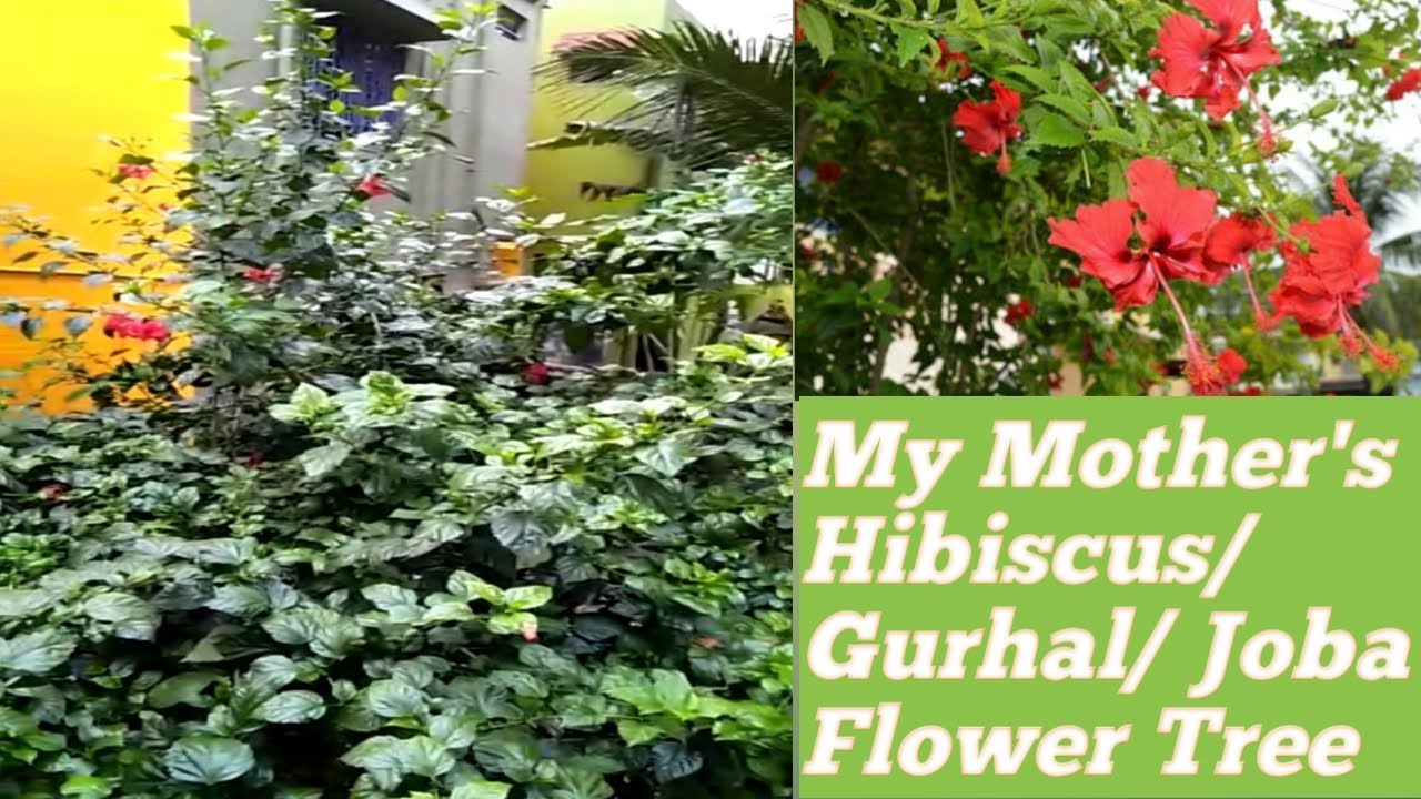 My Mother's Hibiscus Flower Tree / Gurhal Ka Plant / Joba Gach