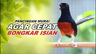 Download Lagu 🔴 LIVE - Pancingan Murai Batu Malam Hari Agar Emosi Bongkar isian Cililin - Kenari gacor MP3 Download Lagu 🔴 LIVE - Pancingan Murai Batu Malam Hari Agar Emosi Bongkar isian Cililin - Kenari gacor MP3