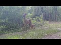 Doe and Fawn, 31 May 2020