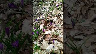 Spring. First spring flowers. Spring forest // Sounds of nature! #shorts #spring #relax