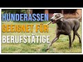 Diese Hunde eignen sich nicht für Berufstätige - Welche Hundetypen passen können - TGH 317