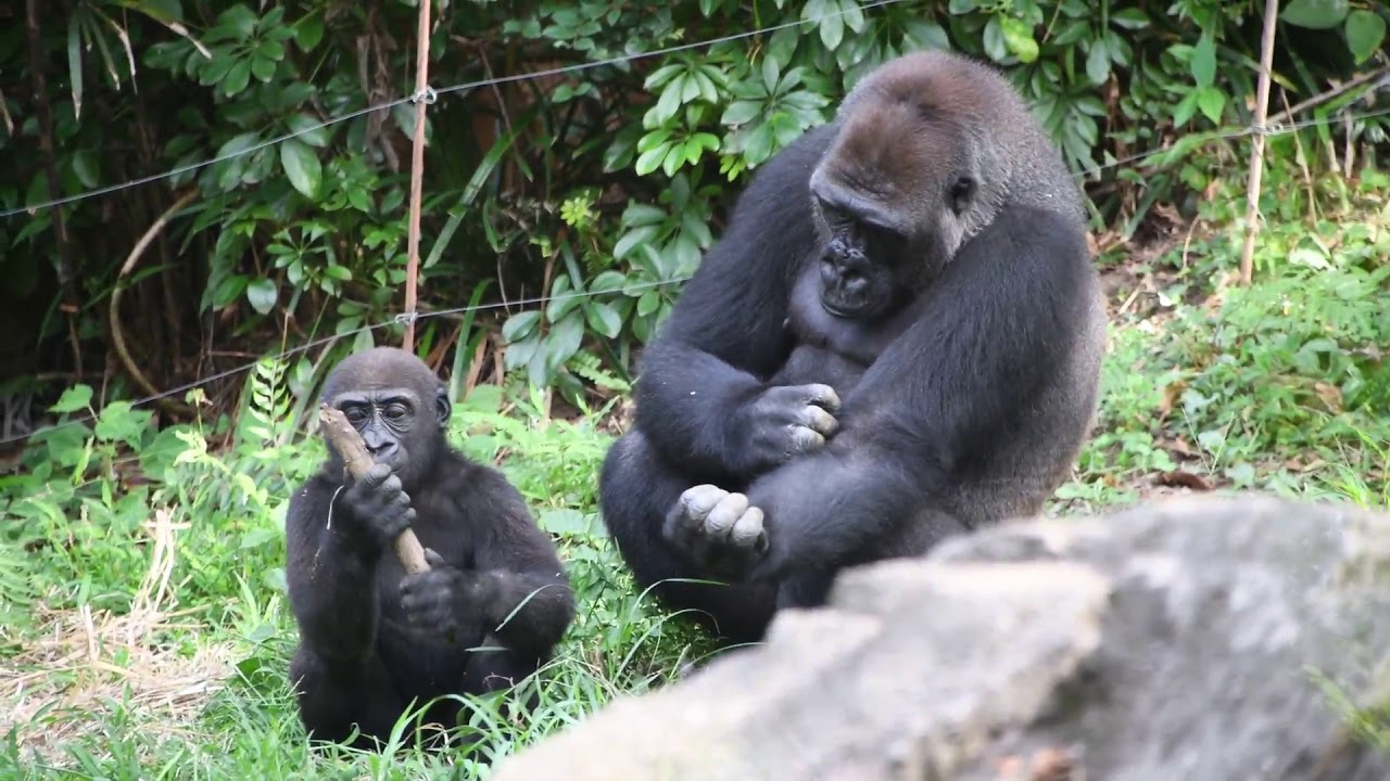 ゴリラの親子がかわいい 上野動物園 癒し動画 Youtube