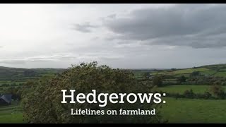 Hedgerows: Lifelines on Farmland