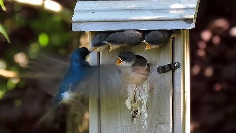 Tree Swallow Nestlings Waiting For Dad, Governors Island