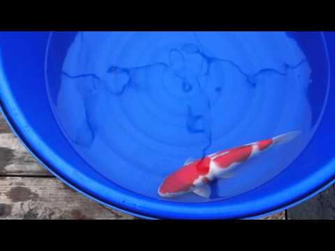 Koi Sakai Rose Kohaku - Pan Intercorp Koi - www.ko...