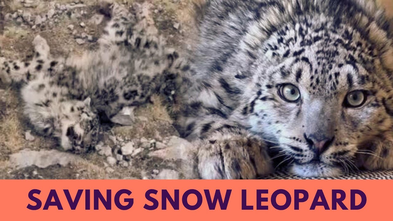 This Baby Snow Leopard Refused to Die Against All Odds