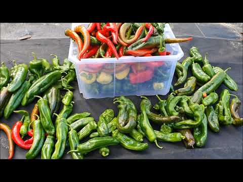 Wideo: Ciekawe Odmiany Pomidorów, Ostrej I Słodkiej Papryki