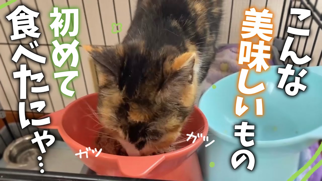 外で大変な思いをしてきたガリガリな保護猫ちゃんのごはんの食べっぷりに、色んな思いが込み上げてきました🥲 【保護猫活動】