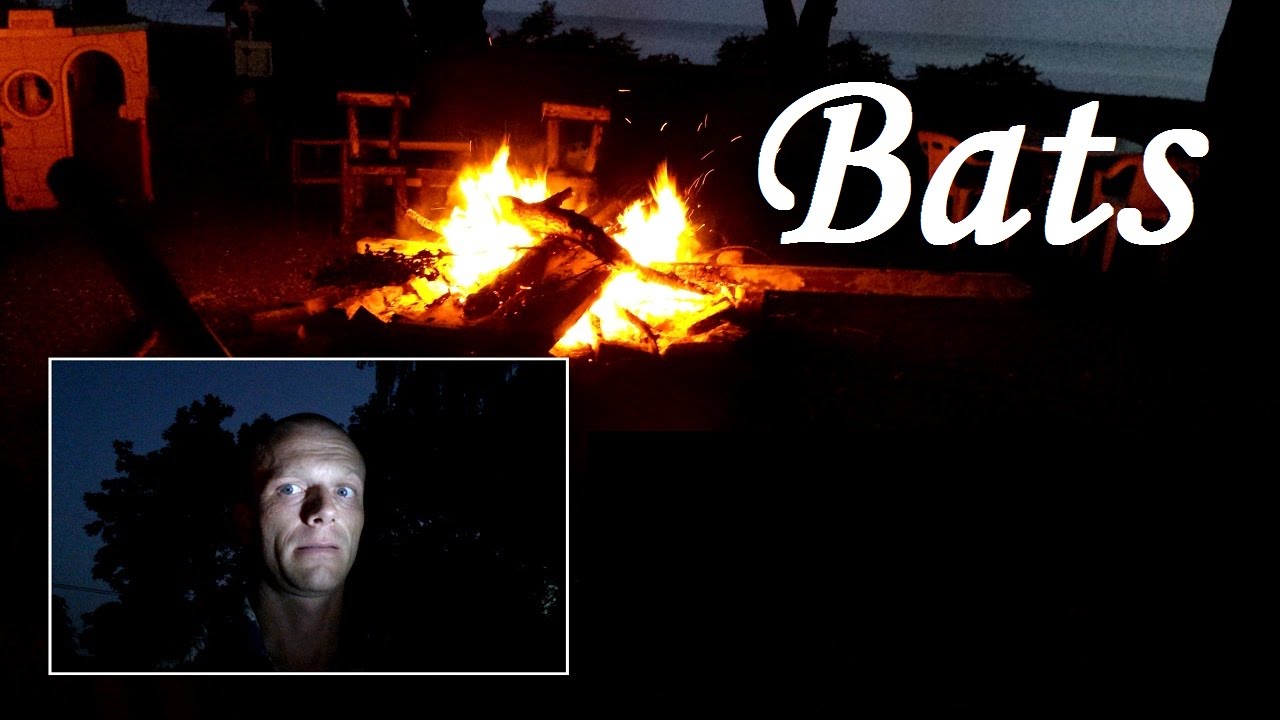 Bats around the firepit YouTube
