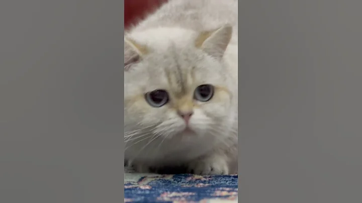Watch the video about Golden Point cats British Shorthair #kediler #cats #shorts