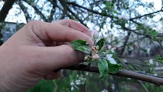 Яблонный цветоед(яблоневый долгоносик) вредитель яблонь и груш. Защита, проффилактическая оброботка