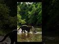 Capture de la vidéo Brutal Fight: Jaguar Vs Crocodile | Wildlife Documentary Clip #Animals #Naturelovers #Wildanimals
