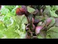 Growing The First Lettuce Of 2017 And My First Seed Order