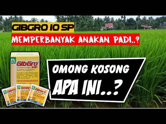 Cara Memperbanyak Anakan Padi Produktif Dengan GibGro 10 SP class=