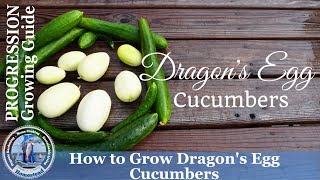 How to Grow Cucumbers  (PROGRESSION) Growing Guide  Dragon's Egg Cucumbers