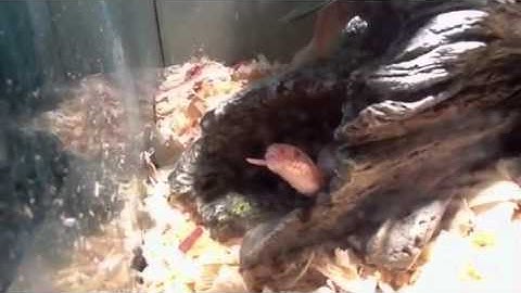 Snow motley corn snake eating a mouse part 2