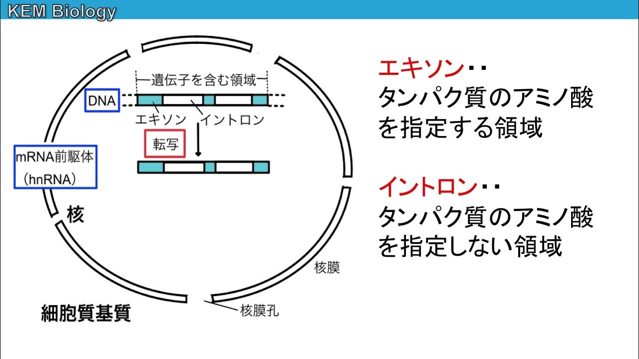 高校生物 転写と翻訳 理系生物用 Youtube