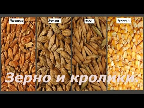 Какое зерно лучше для кроликов.