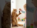 🐱😱 Oh No! The Cat Is Afraid of a Mouse!