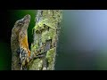 River Anole Behavior and Research