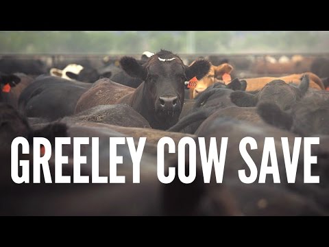 GREELEY COW SAVE