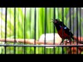 Masteran Kolibri Ninja Konin Gacor Nembak Untuk Masteran Murai Batu Kawan Mp3 - Mp4 Download