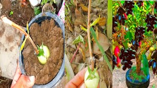 Unique skill plant Java plum tree In Tomato