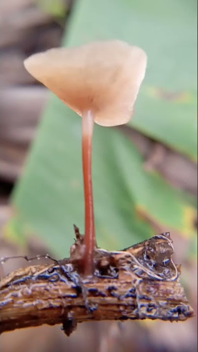 Lagu Rafli Kande #shorts #shortsfeed #shortsvideo #jamur #raflikande #aceh #doa #short